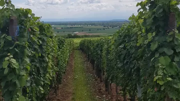 enherbement des vignes et vergers